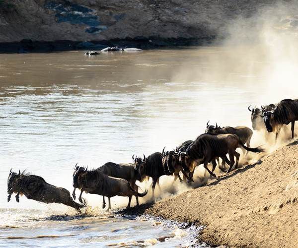 Read more about the article Top 5 wildlife watching holidays