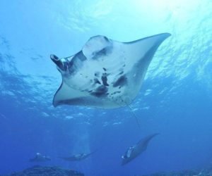 Read more about the article 5 of the greatest manta ray diving sites in the Americas