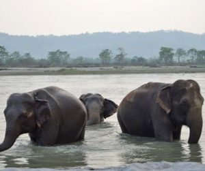 Read more about the article 7 alternative safaris to take you off the beaten track