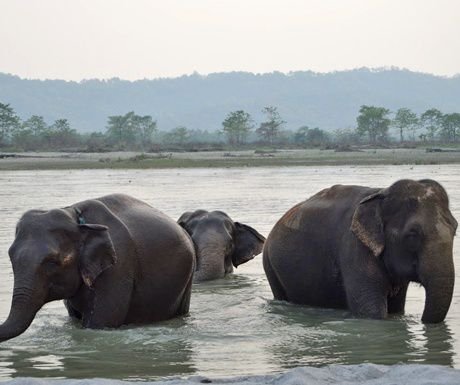 Read more about the article 7 alternative safaris to take you off the beaten track
