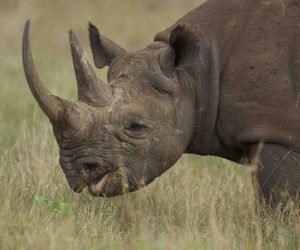 Read more about the article Unforgettable wildlife encounters