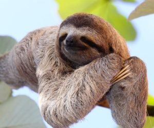 Read more about the article The place to see superb wildlife in Latin America