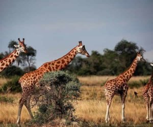 Read more about the article Prime 5 magical safaris in Uganda and the place to remain