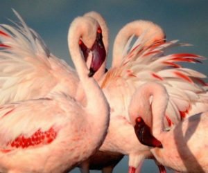 Read more about the article Prime 5 birding areas in Africa