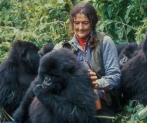 Read more about the article Why is Dian Fossey a key icon for gorilla tourism and conservation?