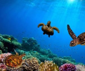 Read more about the article High 6 locations to swim with sea turtles