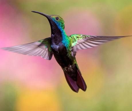 Read more about the article 10 distinctive wildlife experiences in Latin America